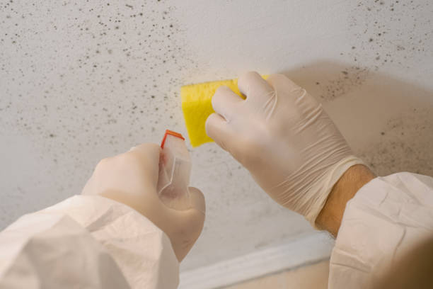Trusted Richfield, MN Mold Removal Experts
